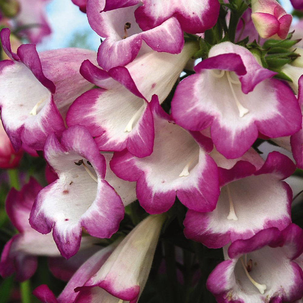 Thompson and Morgan Penstemon Laura Plant Pot 1L Image 1