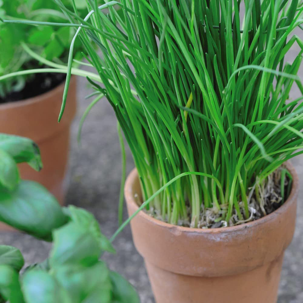Thompson & Morgan Herb Chives Common Potted Plant 1L Image 3