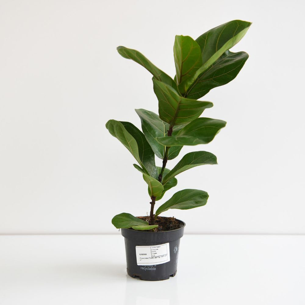 Thompson and Morgan Ficus Lyrata Fiddle Leaf Fig Plant Pot 24cm 2 Pack Image 3