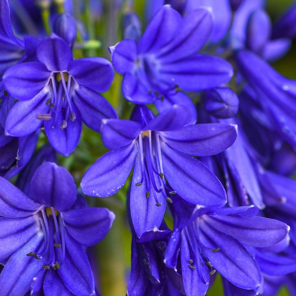 Thompson and Morgan Agapanthus Flower of Love Plant Pot 9cm Image 2