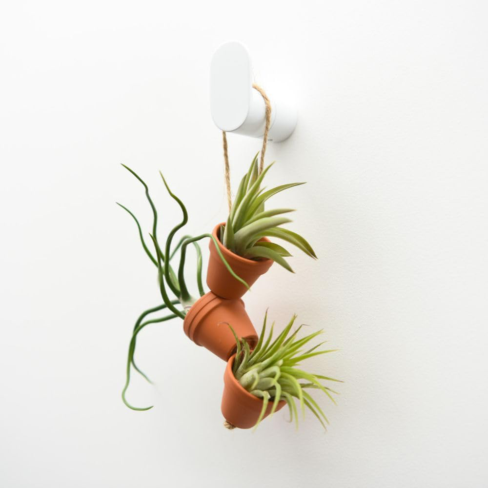 Thompson & Morgan Air Plant Mini Plant Pot on Rope 6 Pack Image 2