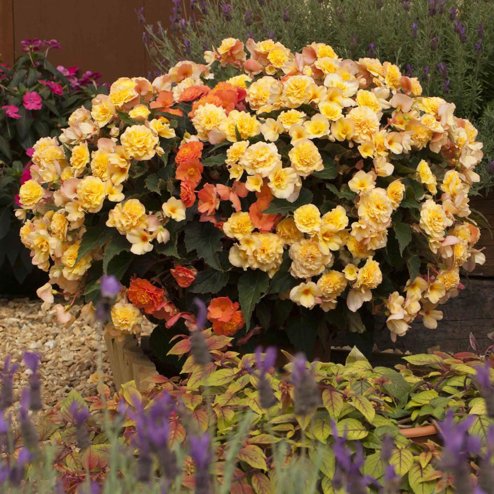 wilko Begonia Apricot Shades Plants 20 Pack Image 4
