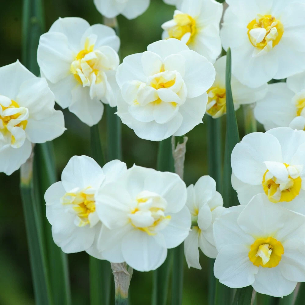 Thompson and Morgan Daffodil Cheerfulness White Planting Bulb 32 Pack Image 5