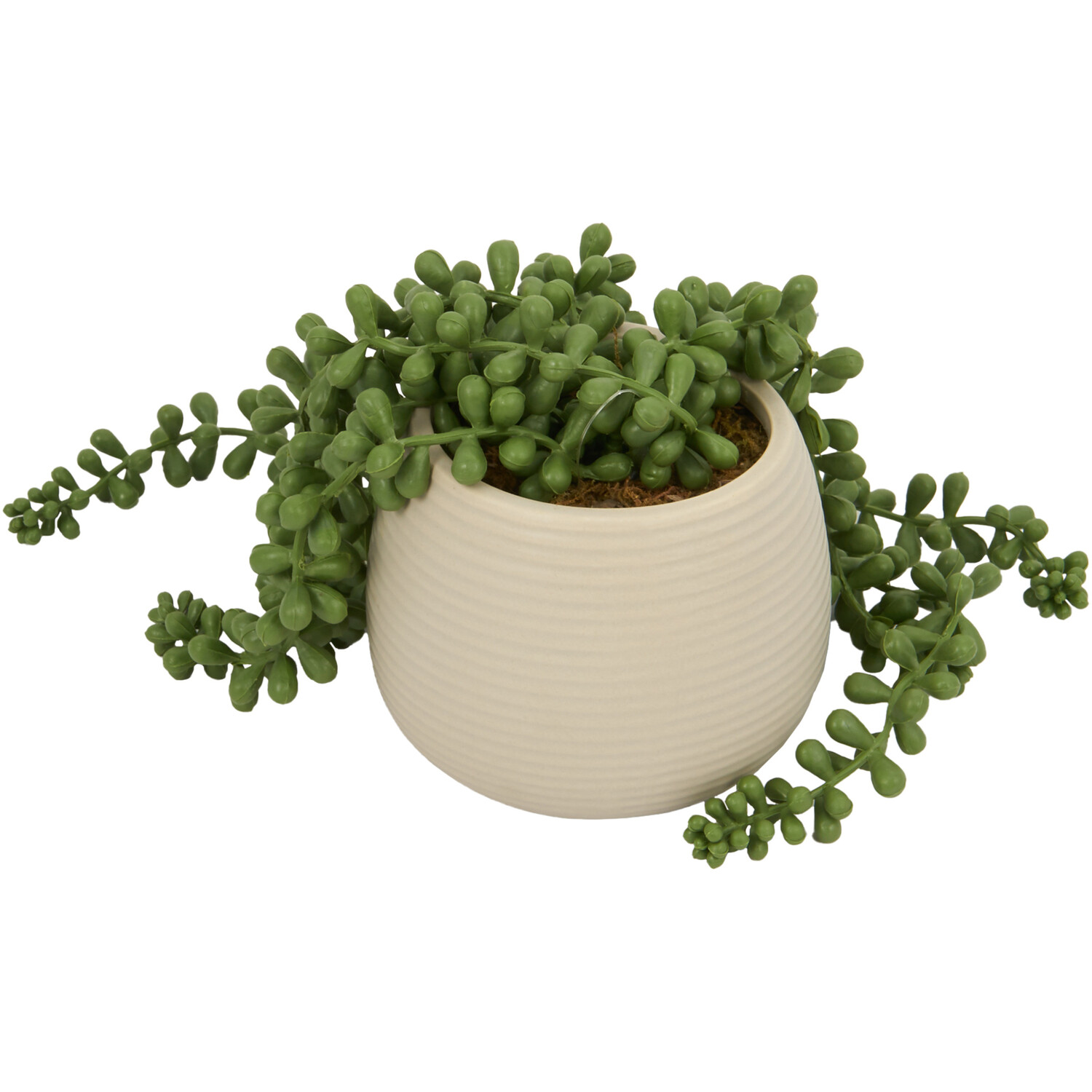 String of Pearls in Ribbed Pot - Green Image 3