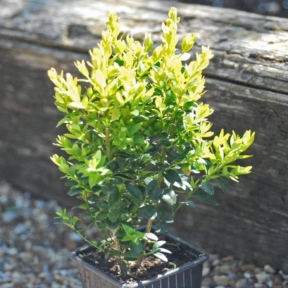 Thompson and Morgan Buxus Sempervirens Plant Pot 9cm 20 Pack Image 4