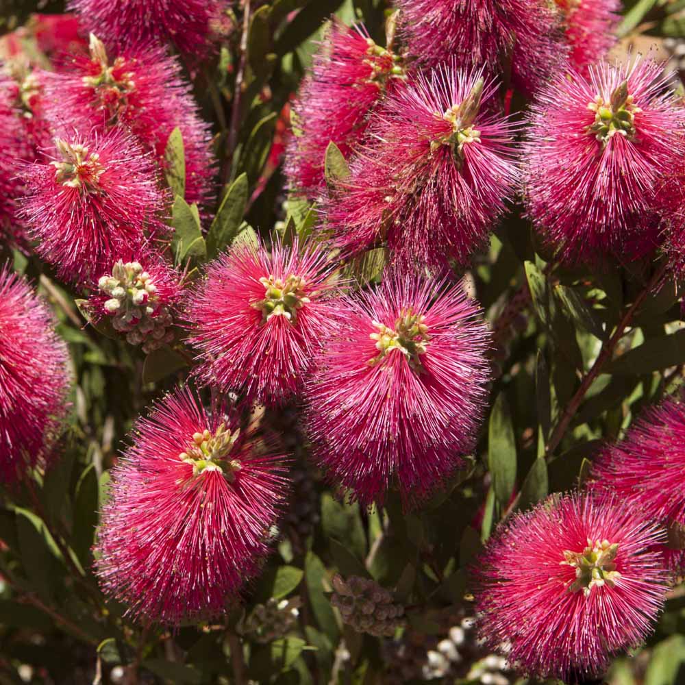 wilko Standard Callistemon Bottle Brush Plant Image 2