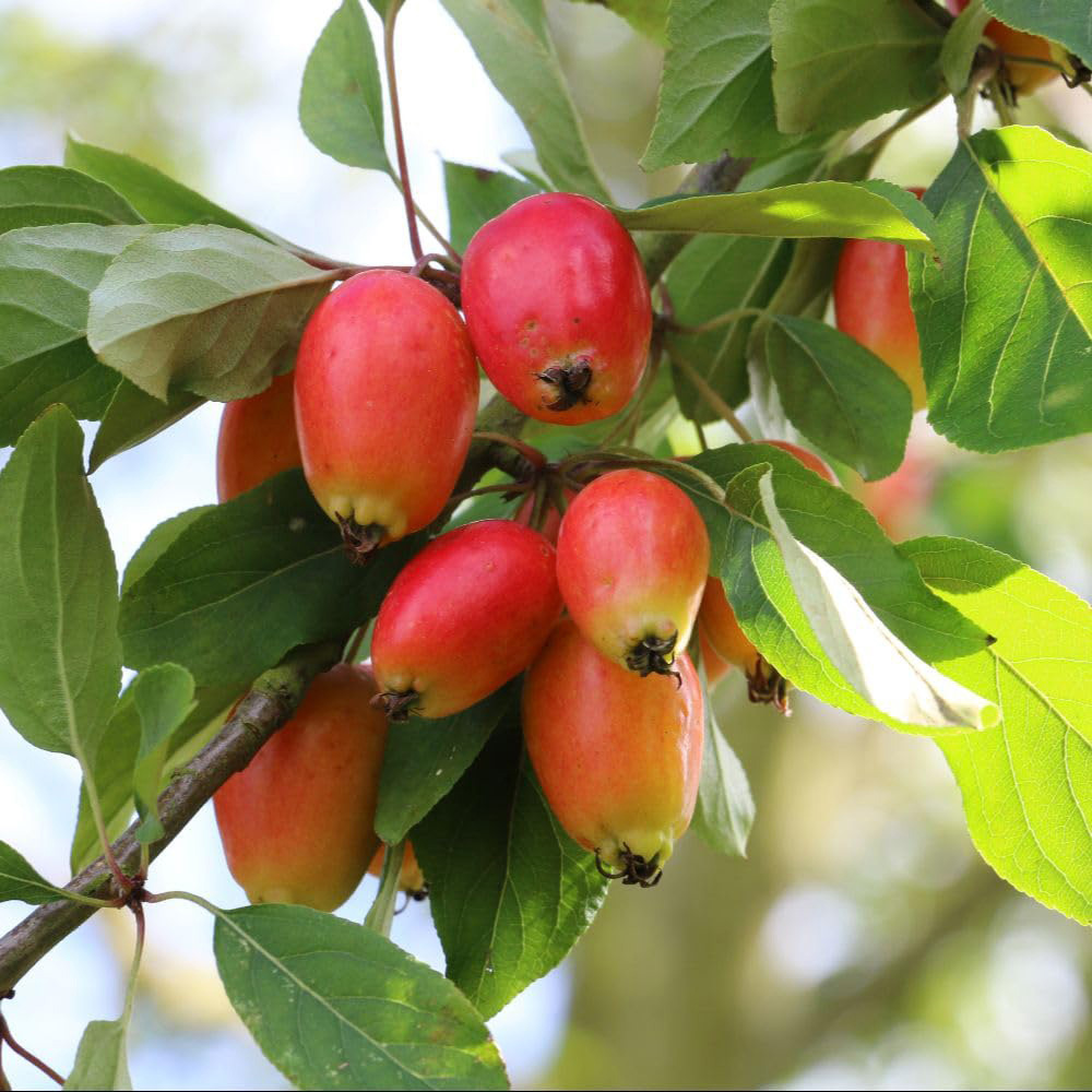 Thompson and Morgan Malus Crab Apple John Downie MM106 Rootstock Bare Root Tree 2 Pack Image 2