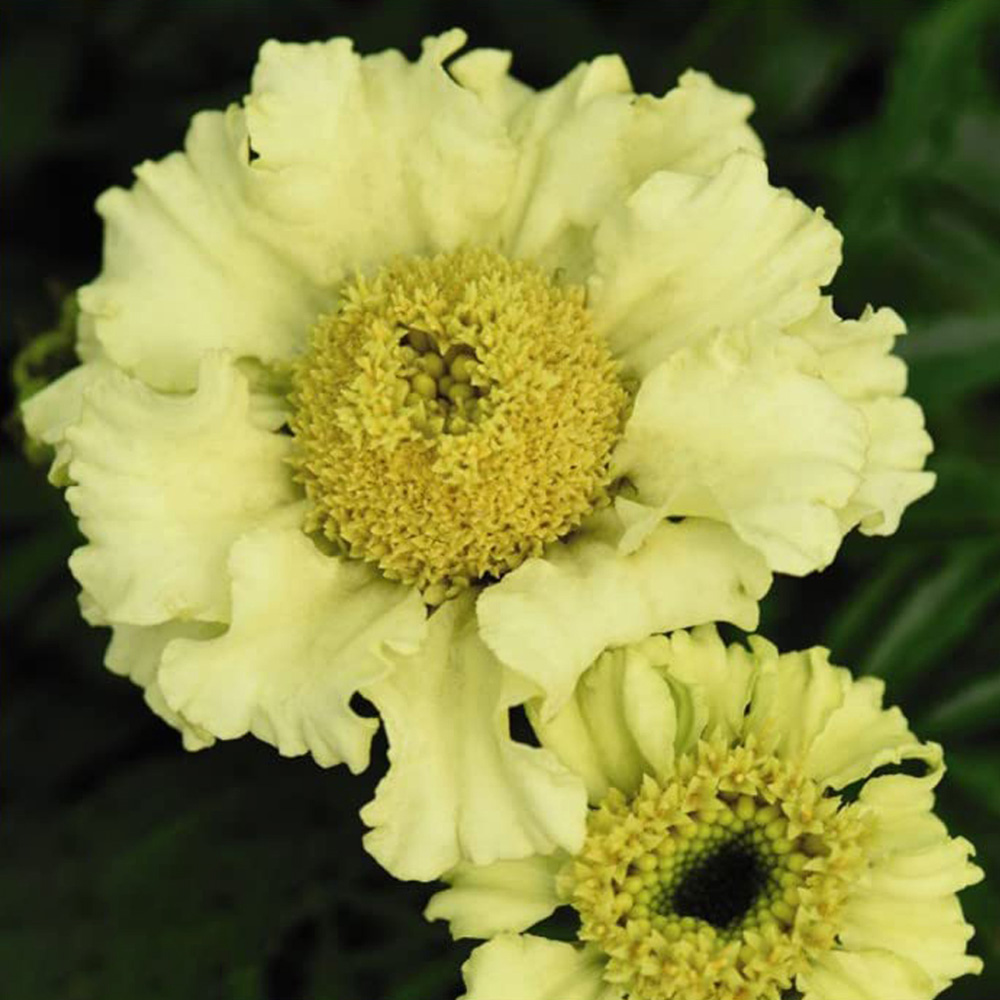 Thompson & Morgan Marigold Daisy Wheel Lemon Seed Packet Image