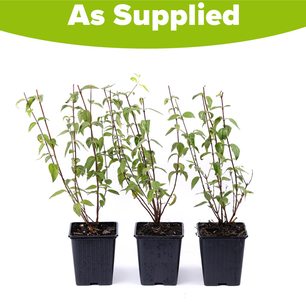 YouGarden Philadelphus Pearls of Perfume Plant Pot 9cm 3 Pack Image 3