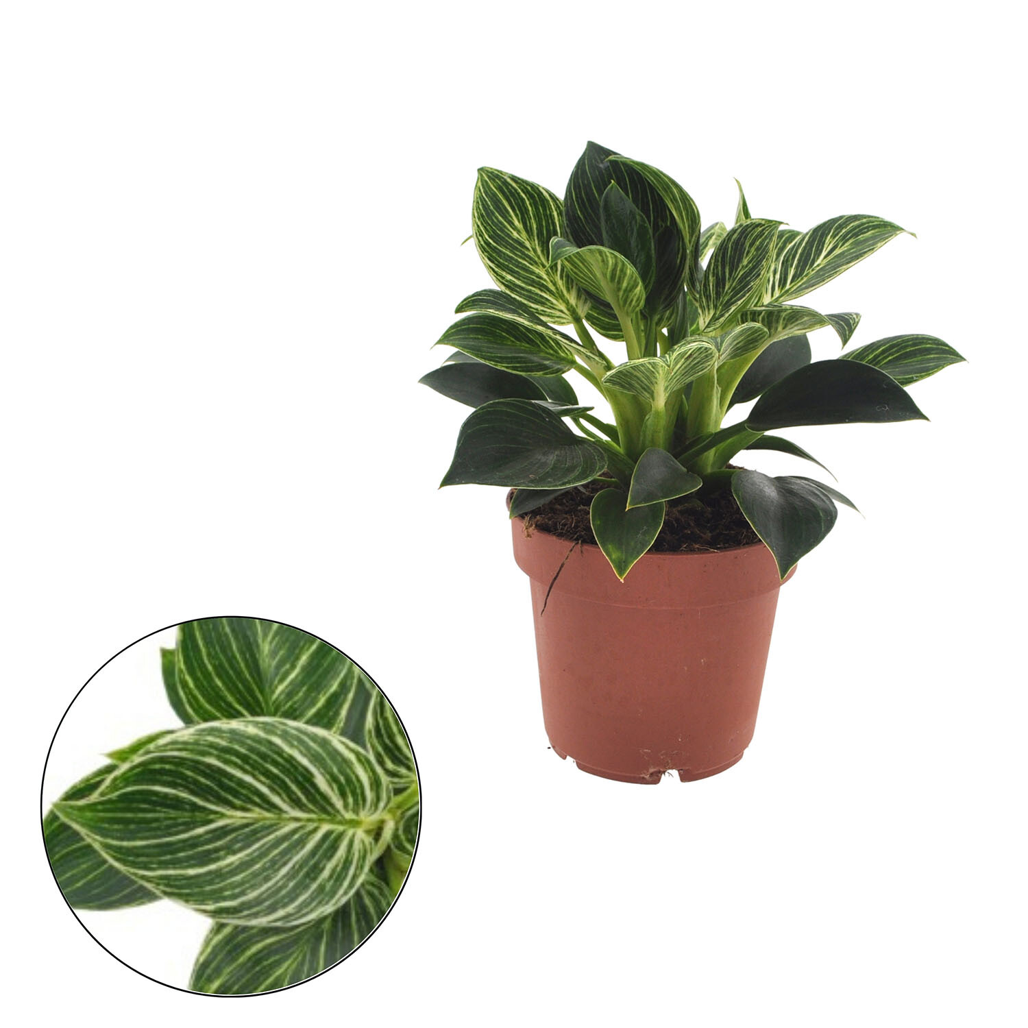 Philodendron Birkin White Wave - Green / 12cm Pot Image