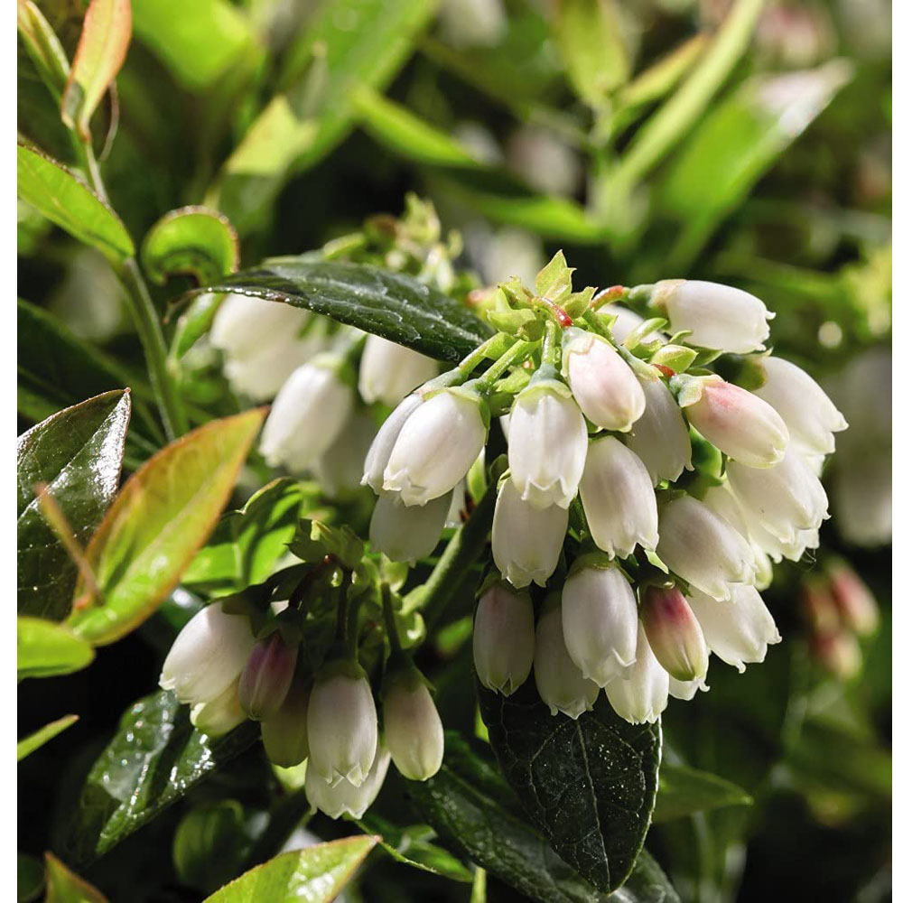 Thompson & Morgan Blueberry Darrow Potted Plant 4 Pack Image 3