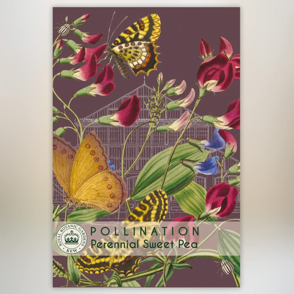 Thompson & Morgan Perennial Sweet Pea Promo New Kew Range Seeds Image 2