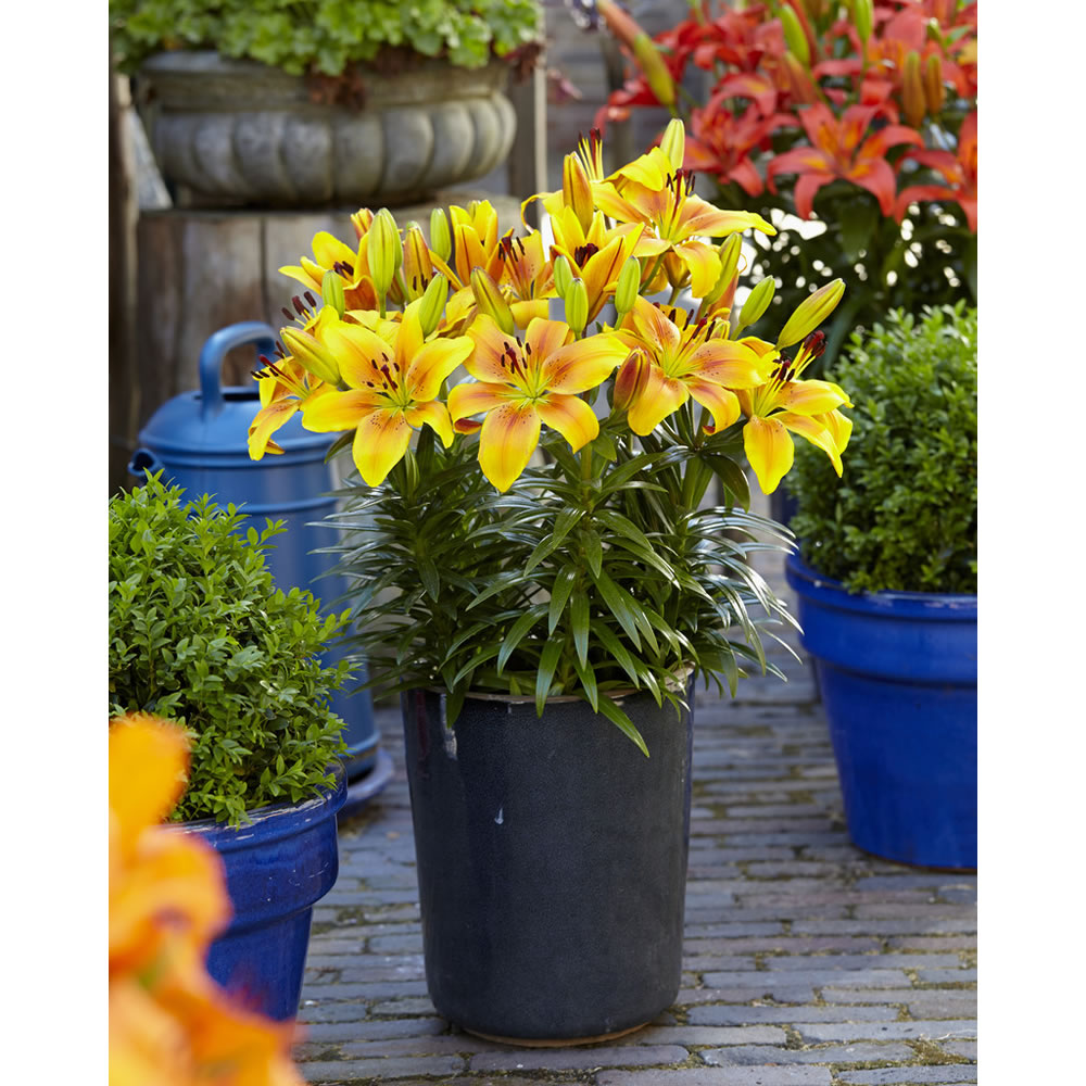 Wilko Lily Golden Joy Spring Planting Bulb 2 pack Image