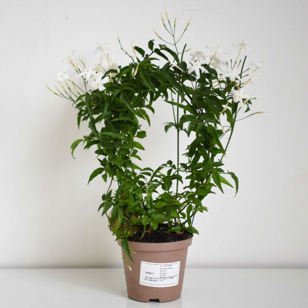 Thompson & Morgan Jasmine On A Hoop Plant Pot 11cm 2 Pack Image 1