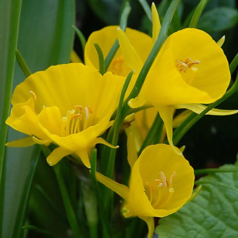 Thompson and Morgan Daffodil Golden Bells Planting Bulb 8 Pack Image 1