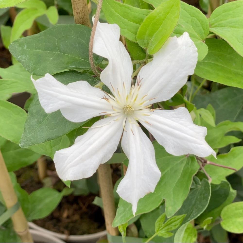 Thompson and Morgan Clematis x White Arabella Plant Pot 3L Image