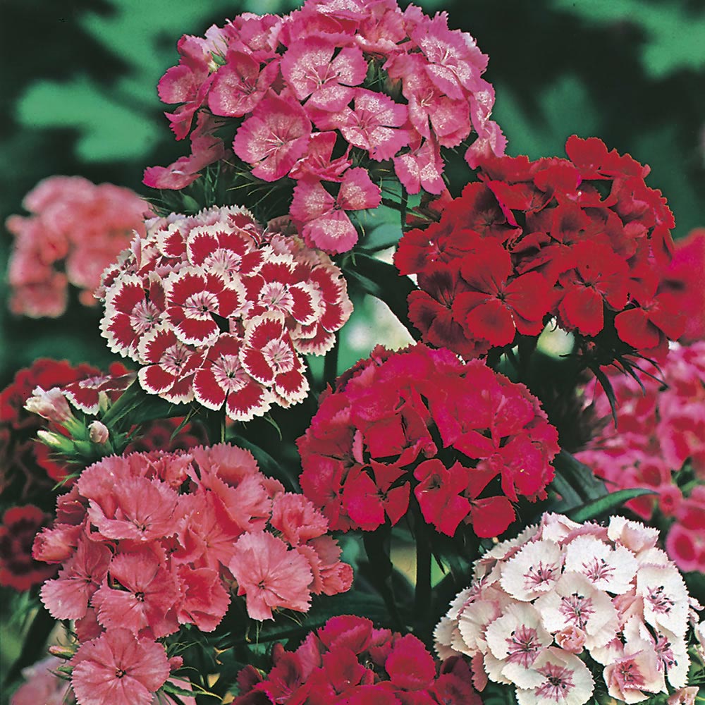 Wilko Sweet William Single Mixed Seeds Image 1