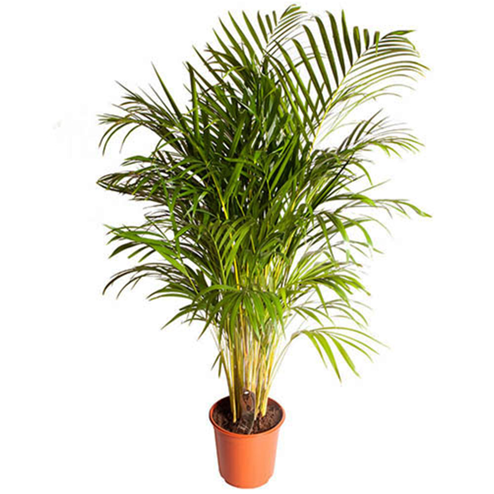 wilko Large Areca Palm Image 3