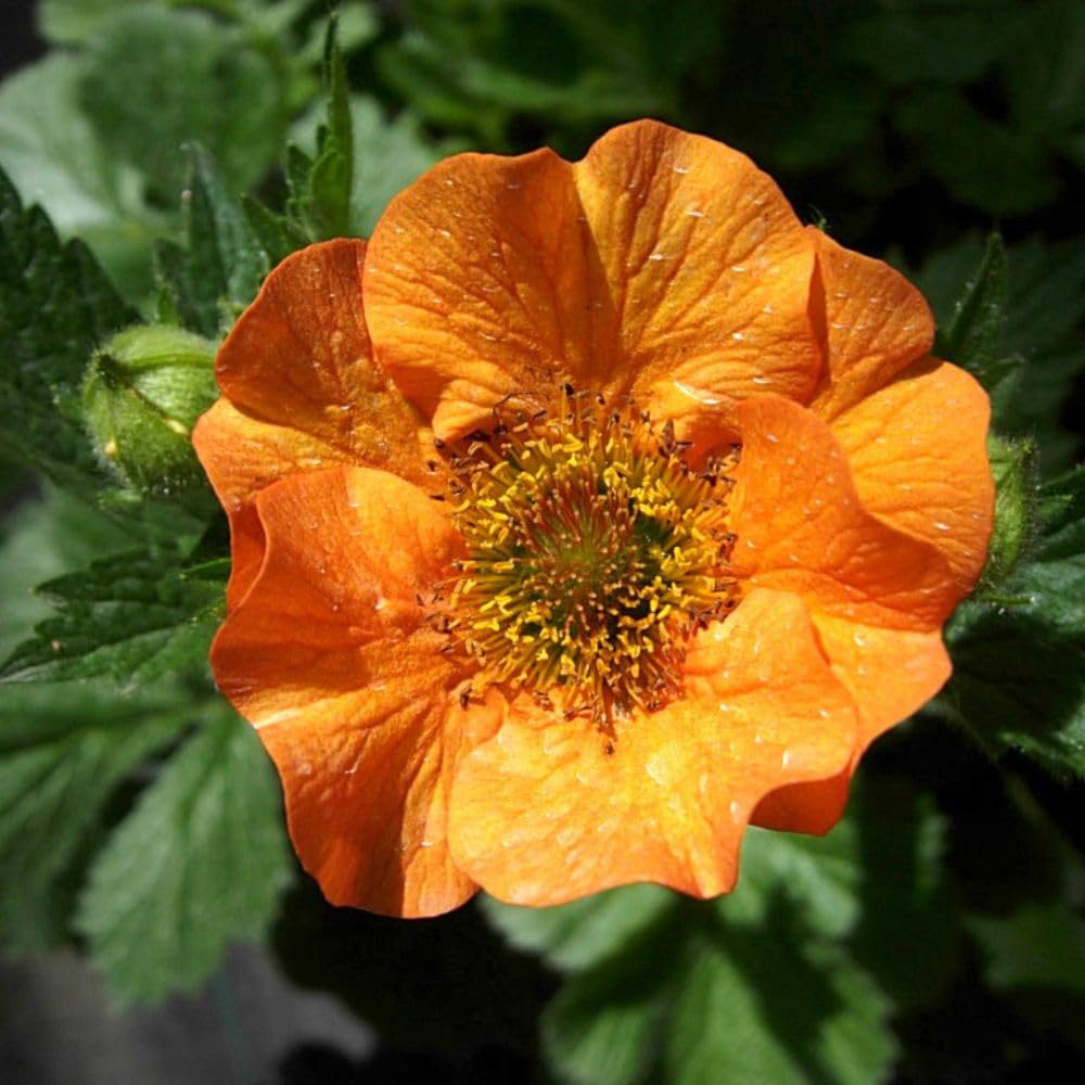 Thompson and Morgan Geum Totally Tangerine Plant Pot 9cm 2 Pack Image 1