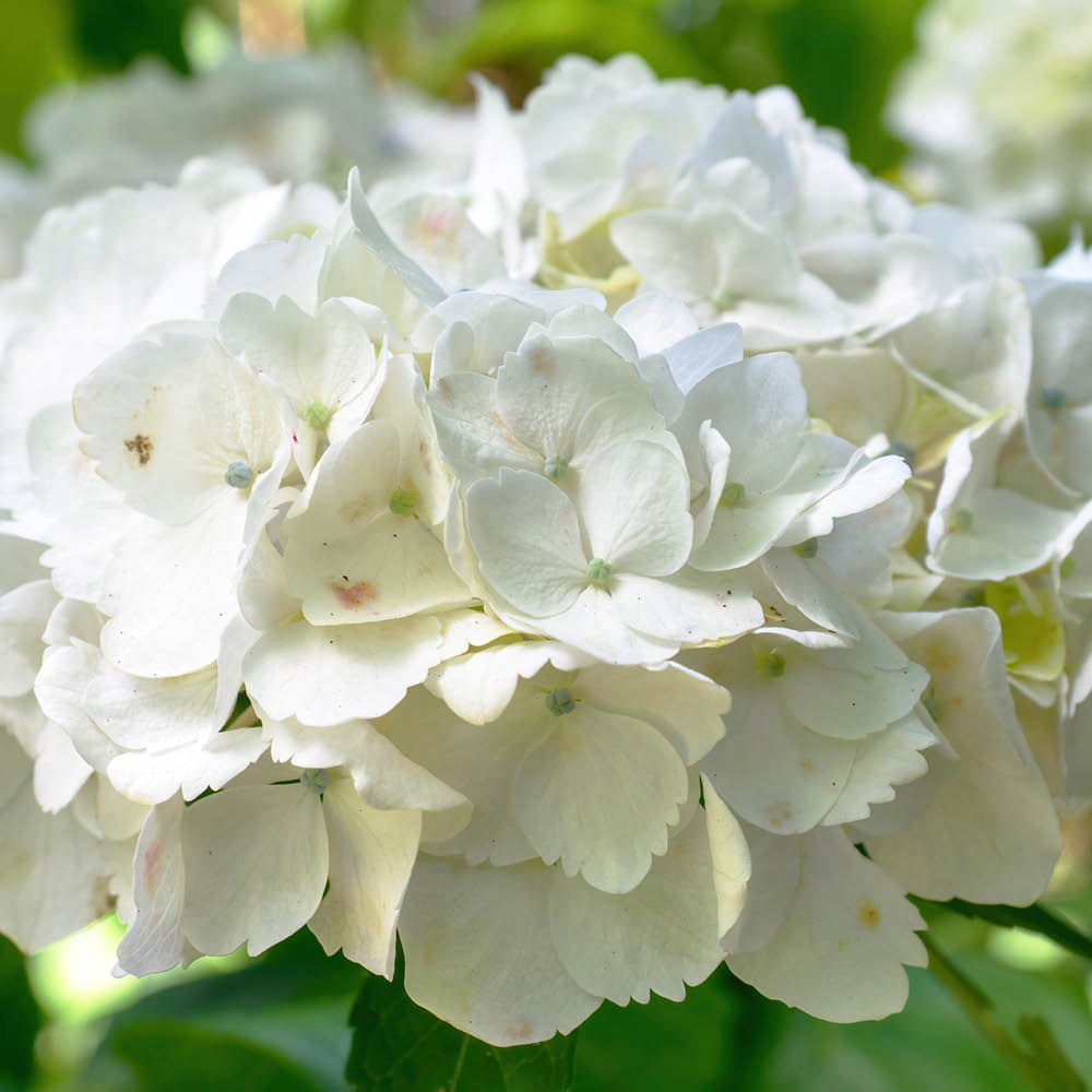 YouGarden Hydrangea Macrophylla White Mophead Standard Plant in Pot 18cm Image 1