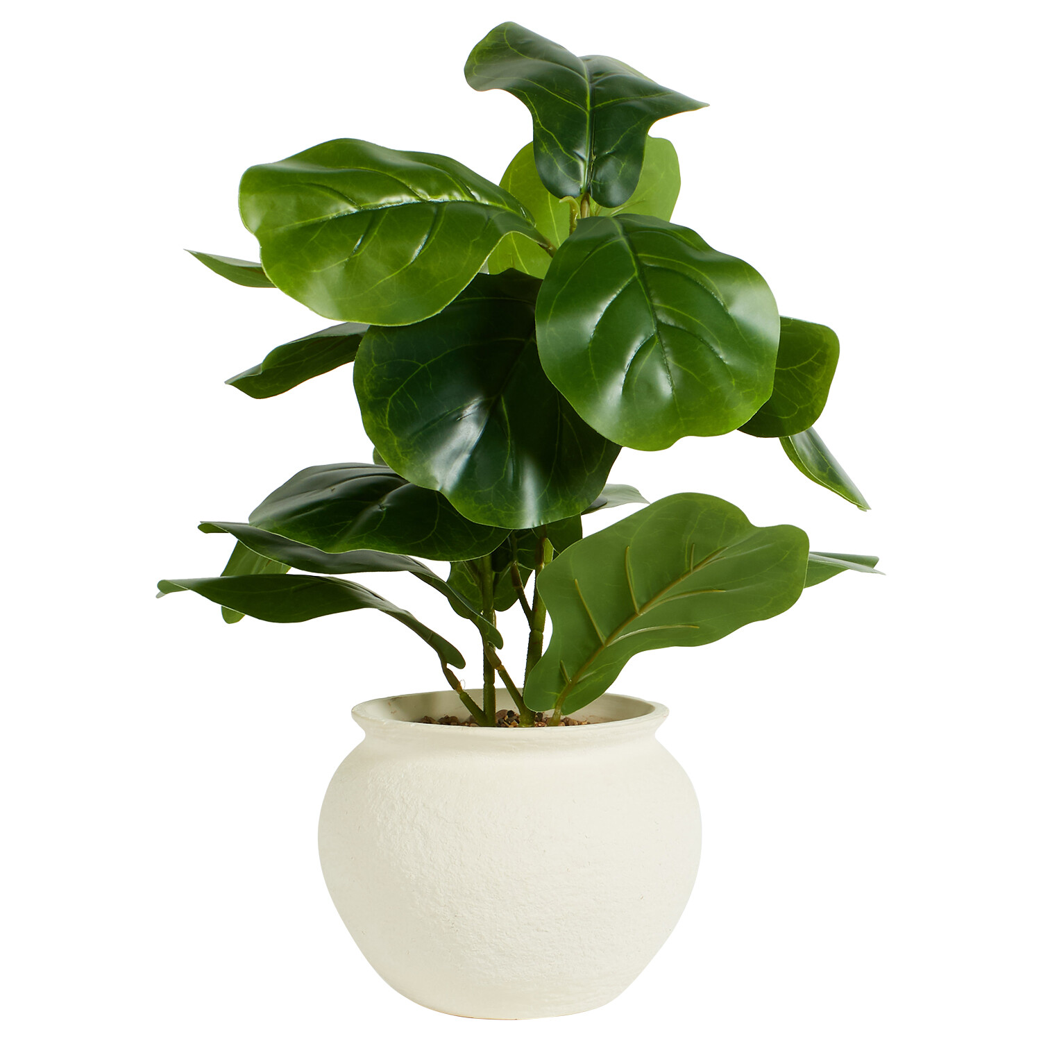 Fiddle Plant in Ceramic Pot - Green Image 2