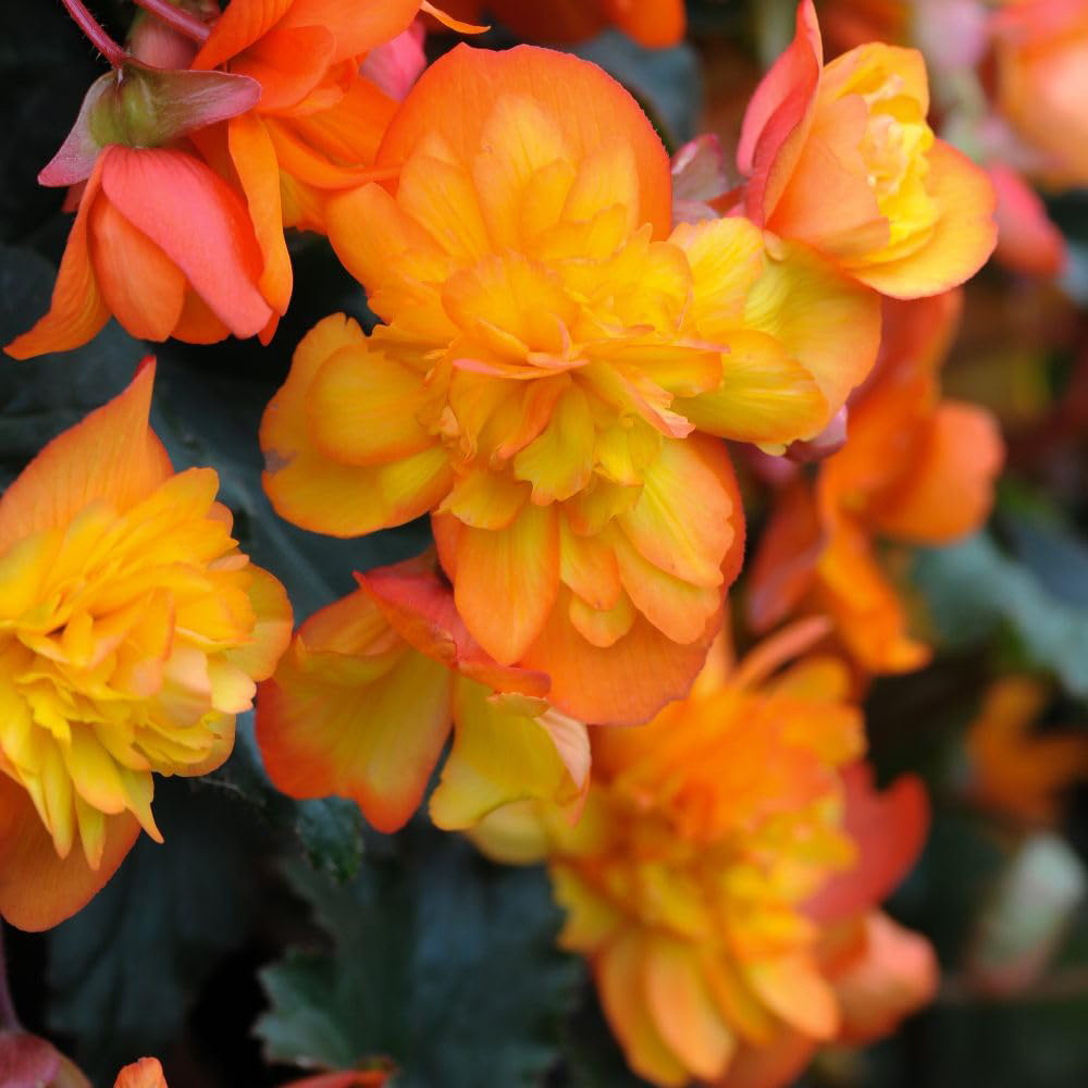Thompson & Morgan Begonia Chanson Sun F1 Seeds Image 1