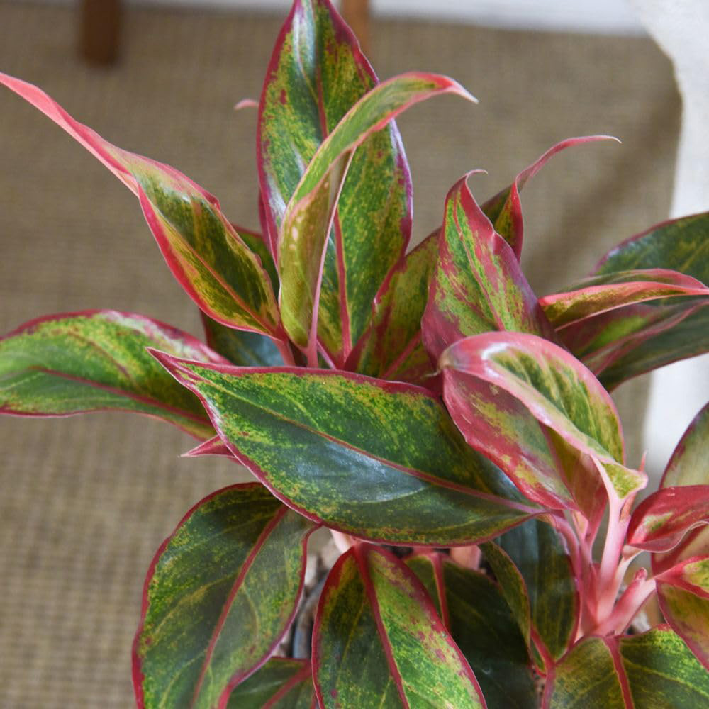 Thompson & Morgan Aglaonema Crete Plant Pot 12cm 2 Pack Image 4