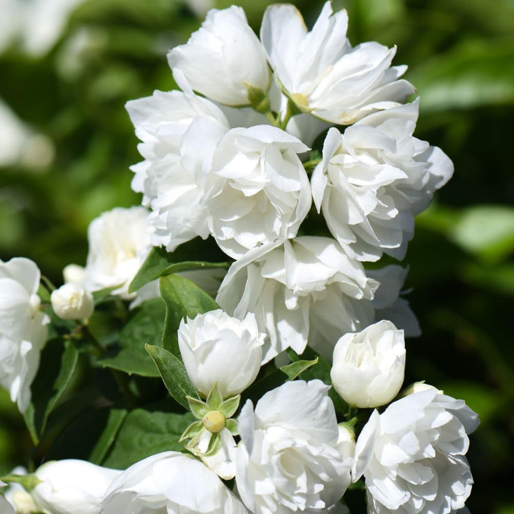 Thompson and Morgan Philadelphus Virginal Hedge Plant Image 1