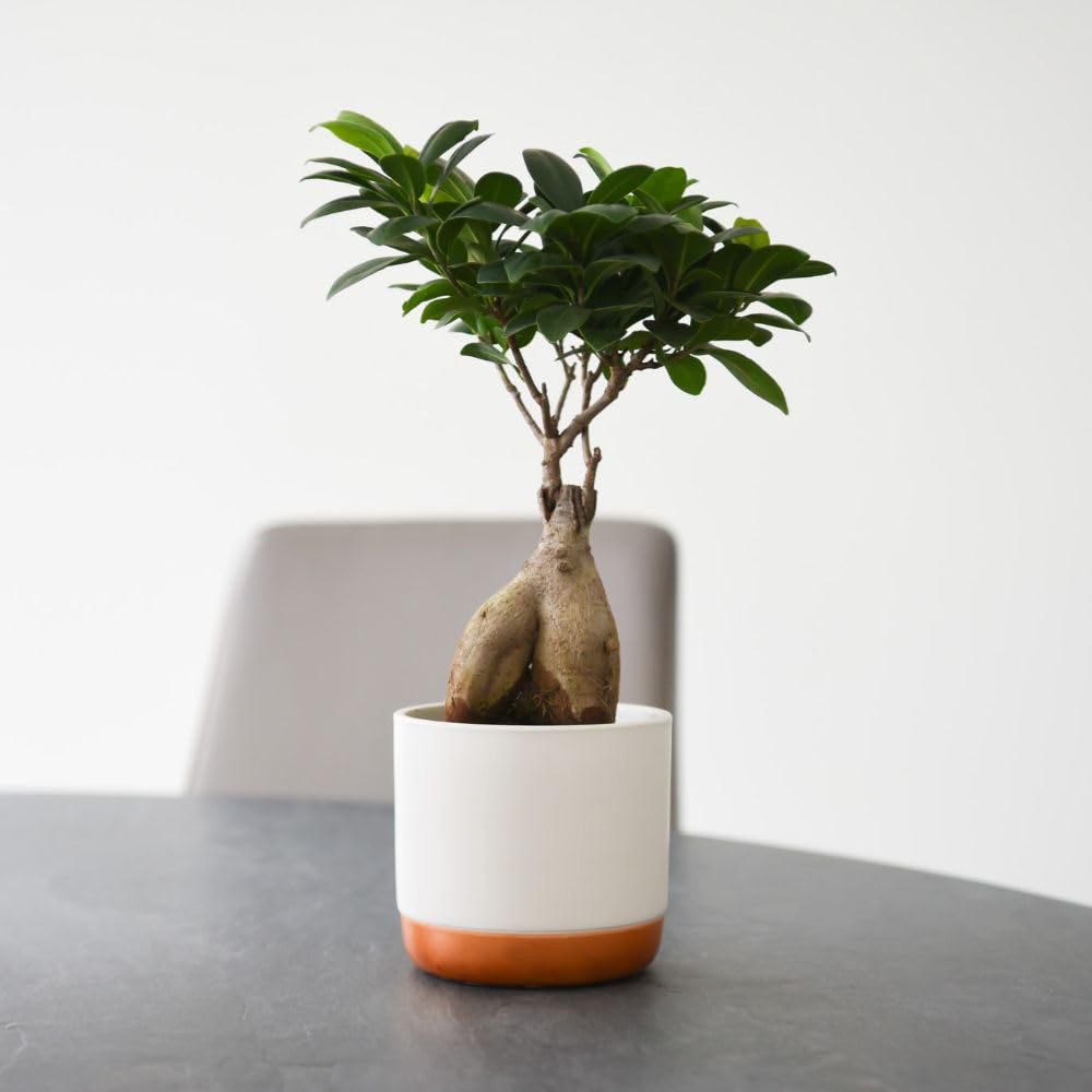 Thompson and Morgan Ficus Microcarpa Ginseng Plant Pot 9cm 2 Pack Image 5