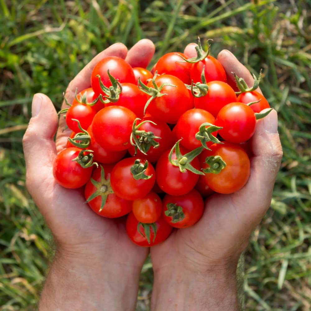 Thompson and Morgan Tomato Gardeners Delight Plant Pot 9cm 3 Pack Image 5