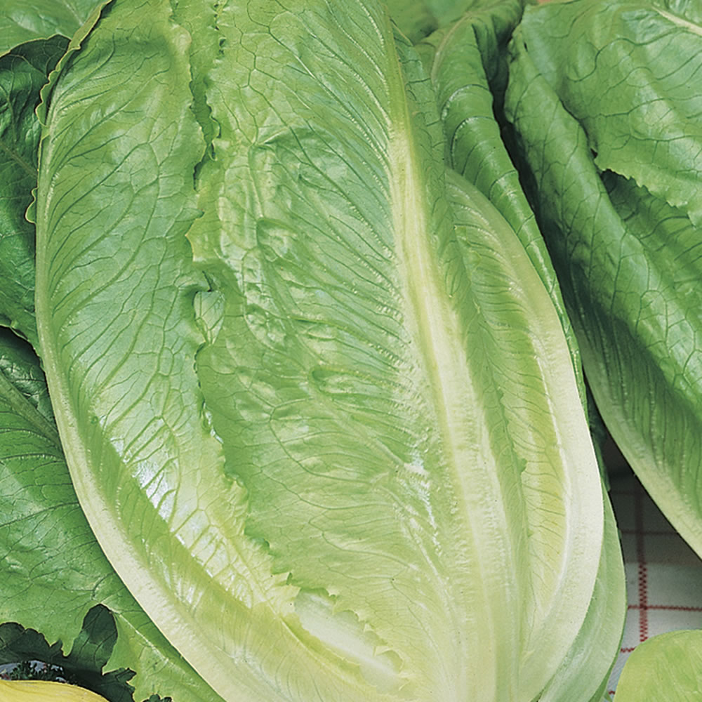 Wilko Lettuce Romaine Ballon Seeds Image 1