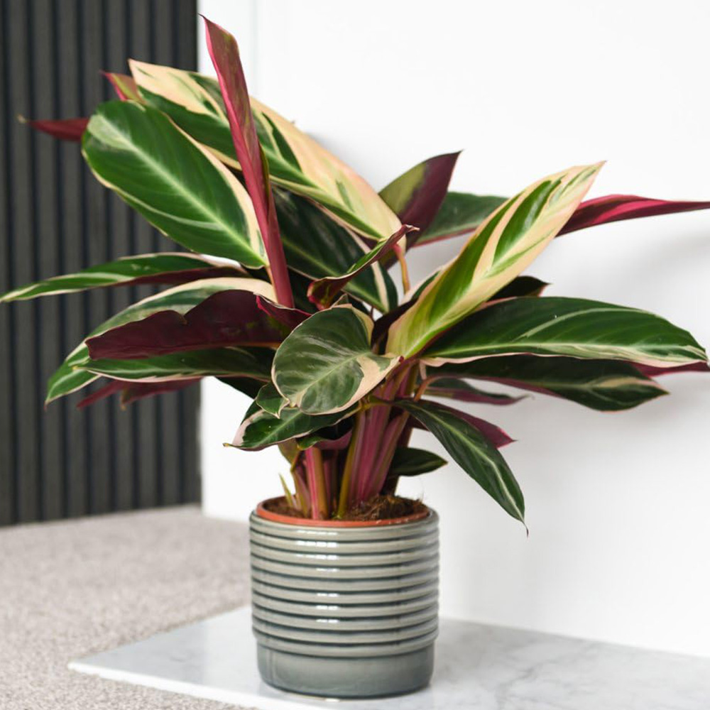Thompson and Morgan Stromanthe Sanguinea Triostar Plant in Pot 14cm Image 1