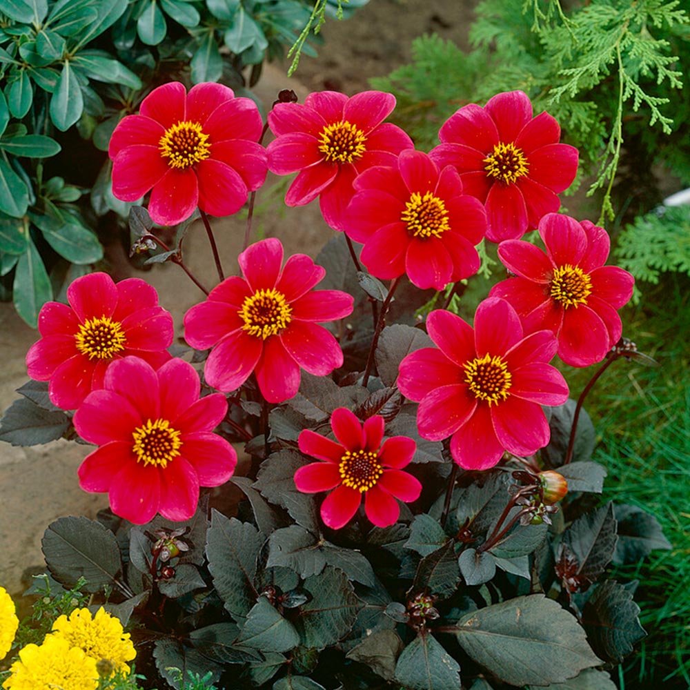 Wilko Dahlia Mignon Roxy Spring Planting Bulb 1 Pack Wilko