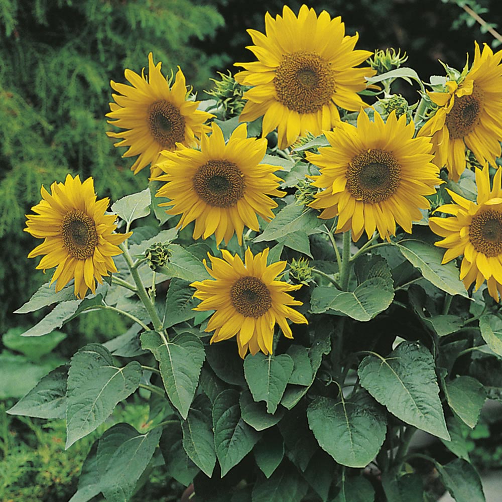 Johnsons Sunflower Pacino Gold Seeds Image 1
