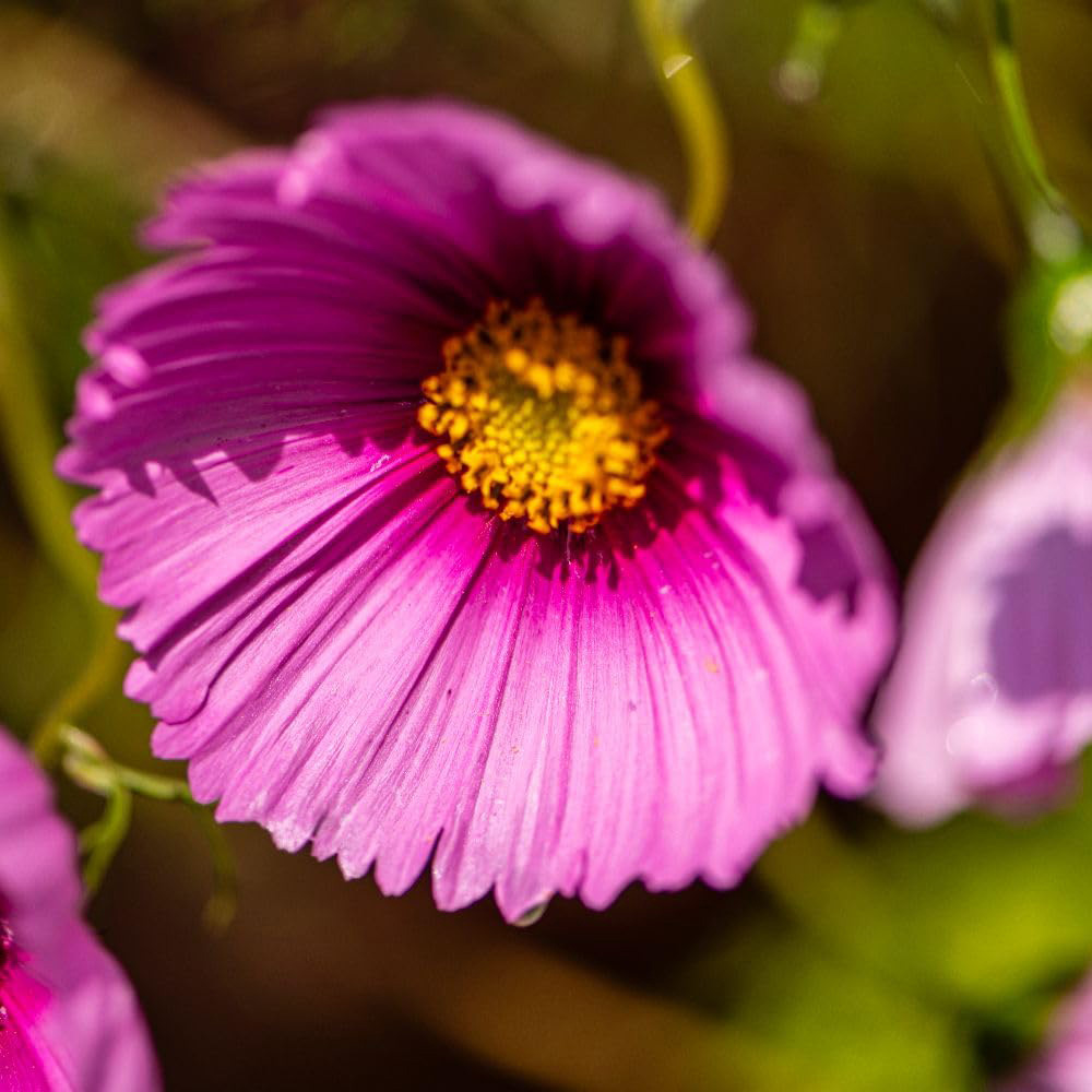 Thompson and Morgan Cosmos Fondant Fancy Seeds Image 2