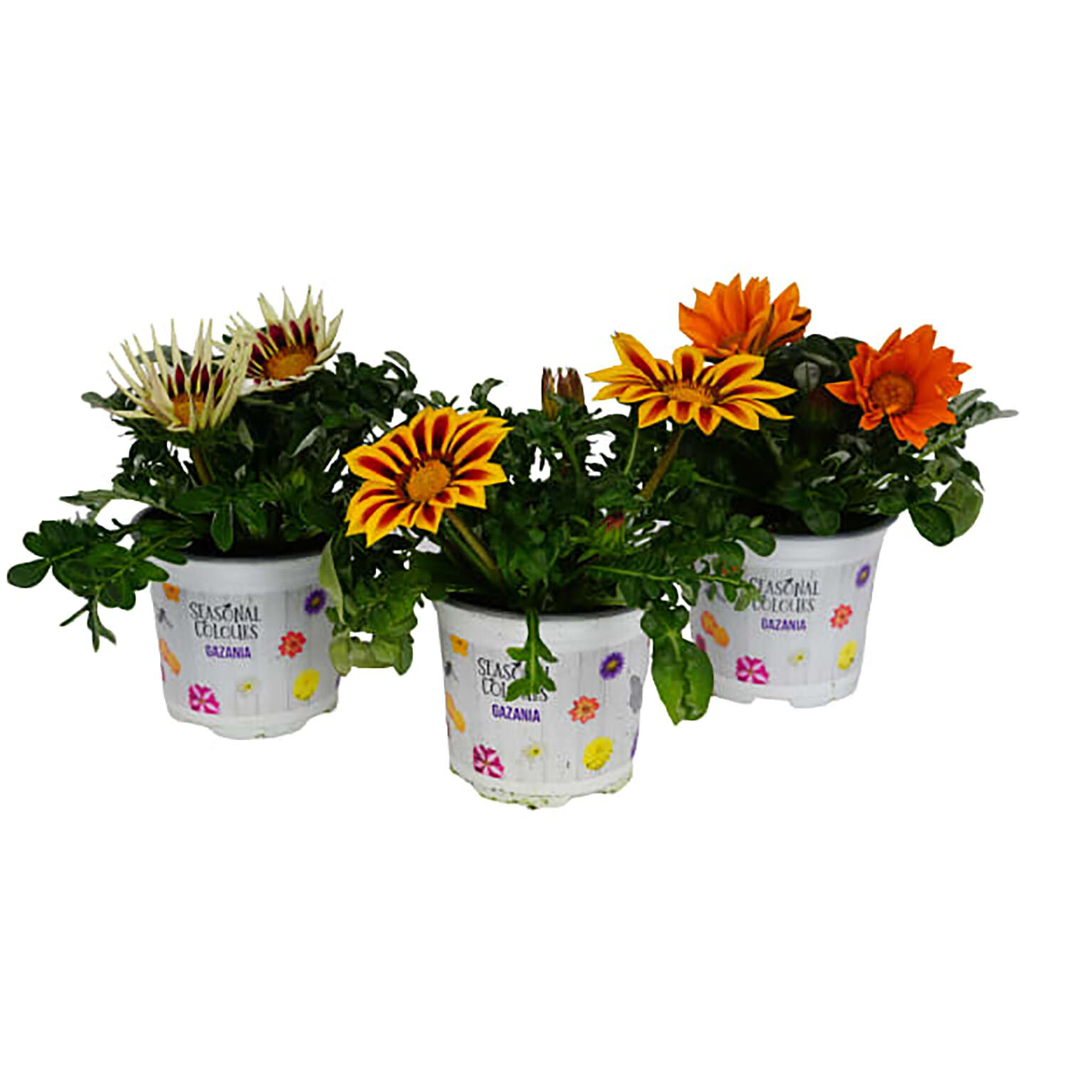 Gazania Seasonal Bedding 12cm - Multicolour Image