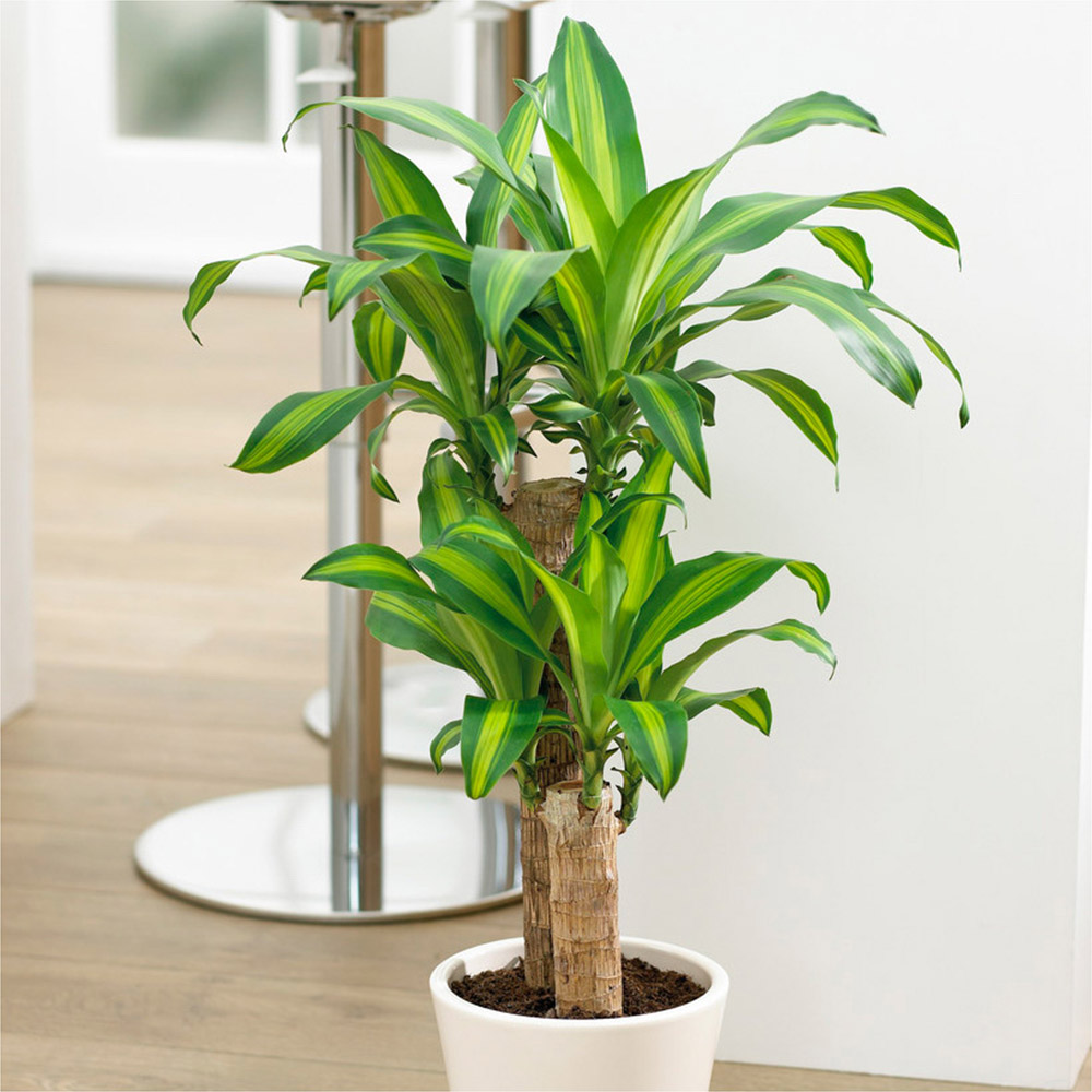 Wilko Dracaena Fragrans Dragon Tree Image 1