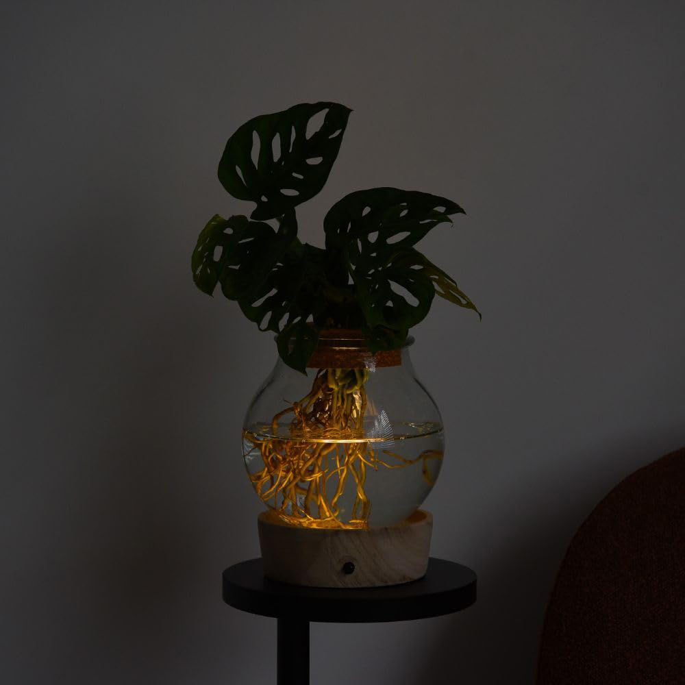 Thompson and Morgan Monstera Adansonii Plant in Glass Vase with Light Up Base Image 4