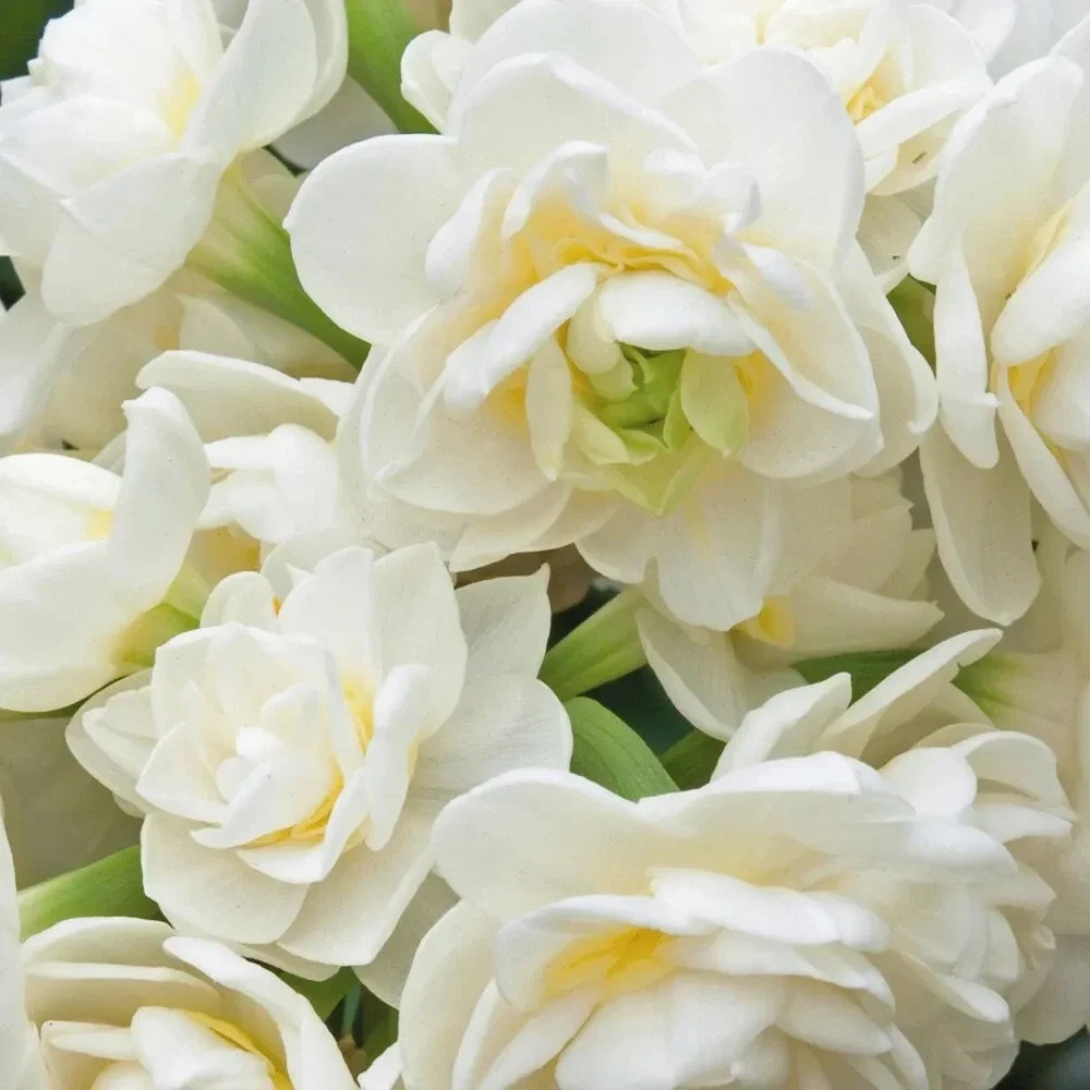 Thompson and Morgan Daffodil Erlicheer Planting Bulb 16 Pack Image 3