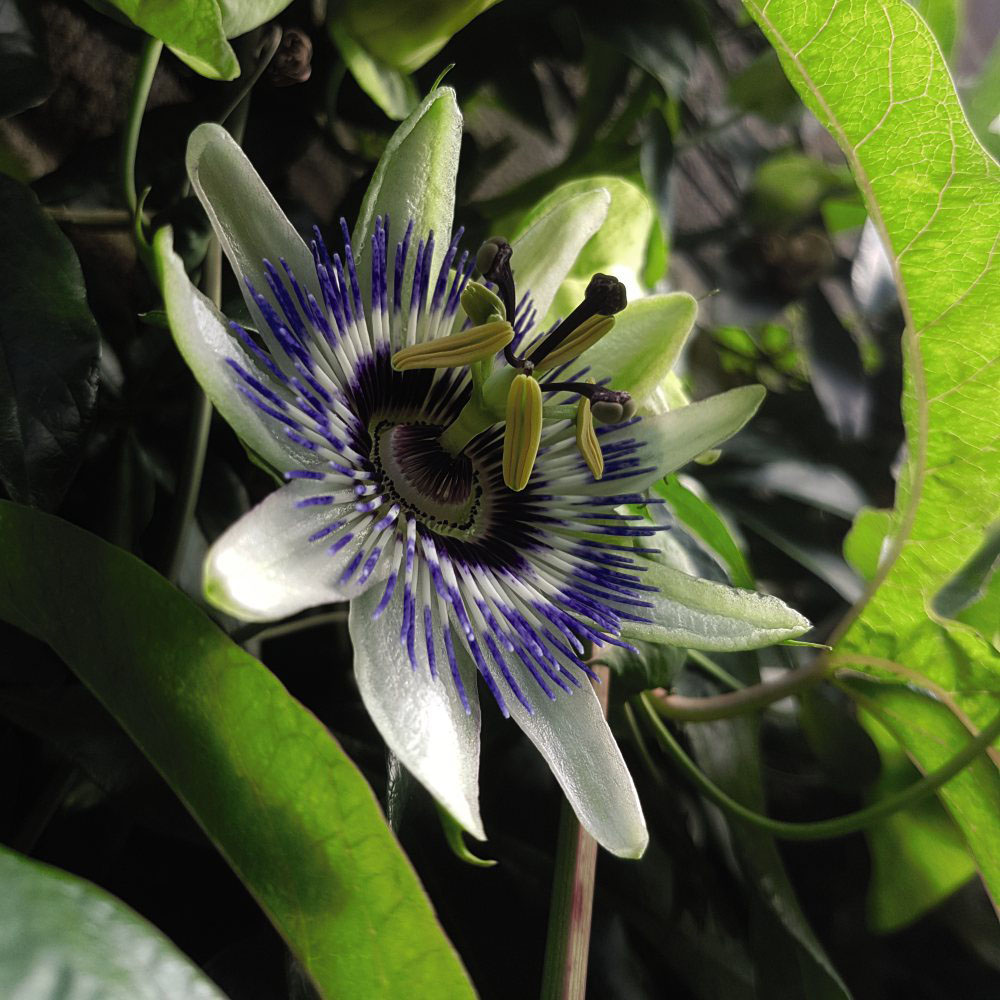 Thompson and Morgan Passiflora Passion Flower Caerulea Plant Pot 9cm Image 3
