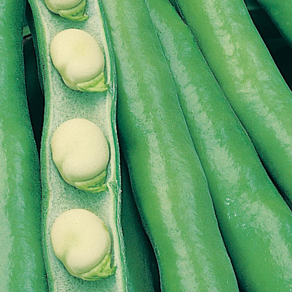 Wilko Broad Bean Bunyards Exhibition Seeds Image 1