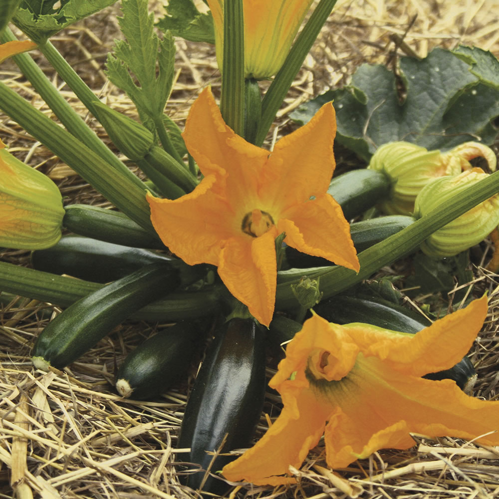 Johnsons Courgette Royal Flush F1 Seeds Image 1