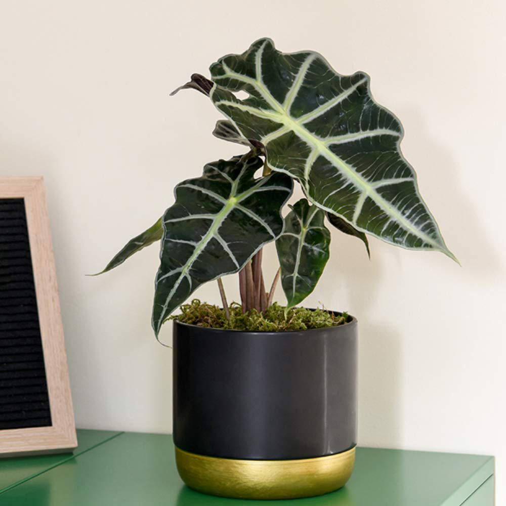 Thompson and Morgan Alocasia Amazonica Elephant Ear Plant Pot 12cm 2 Pack Image 4