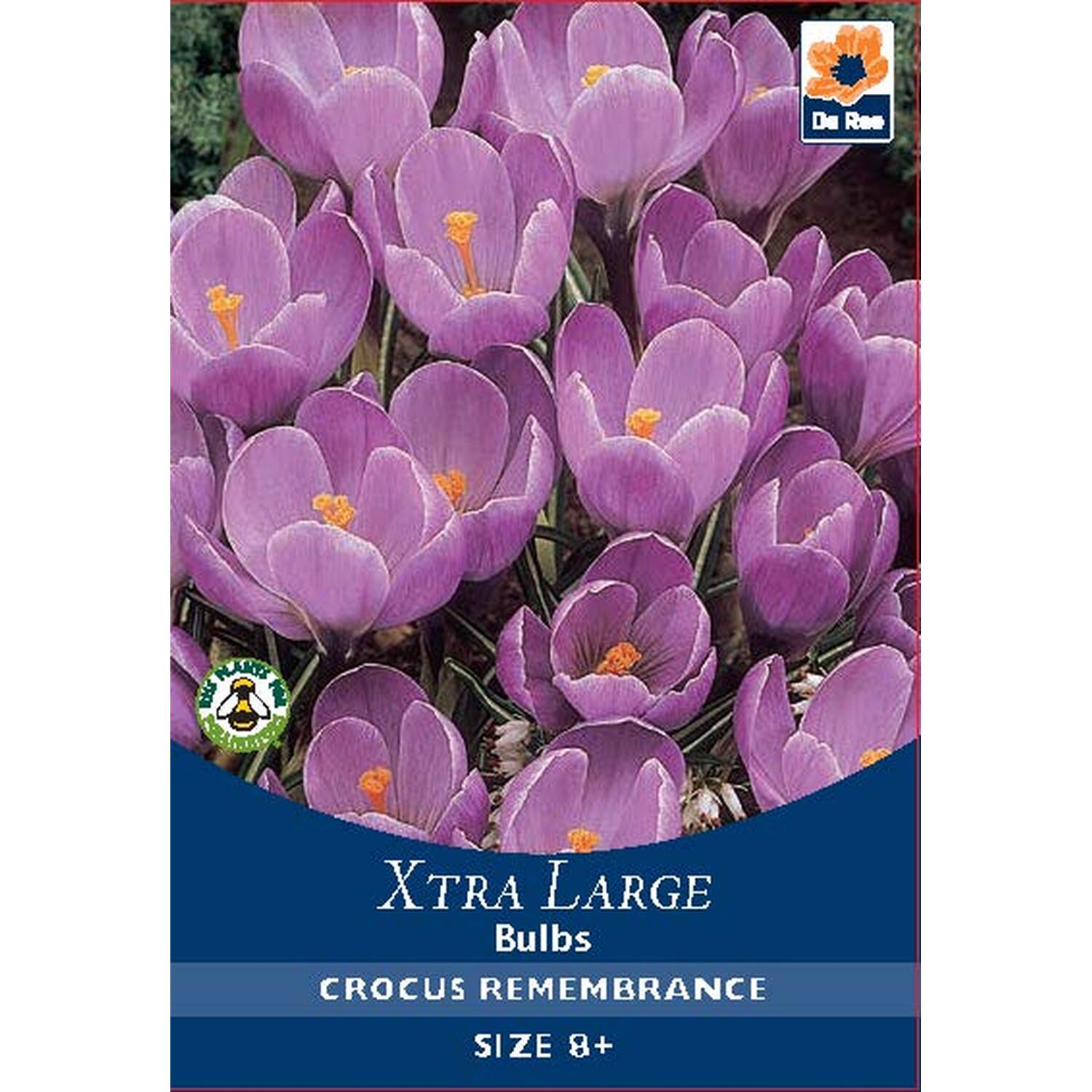 Extra Large Bulb Collection Image 24
