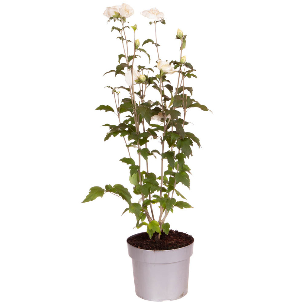 wilko Hibiscus Chiffon White Plant Pot Image 4
