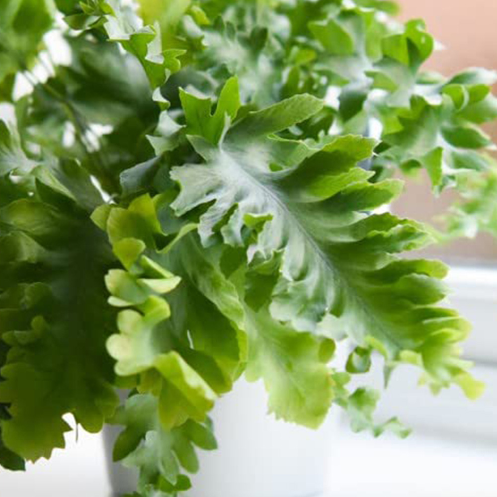 Thompson and Morgan Phlebodium Aureum Davana Plant Pot 12cm Image 3