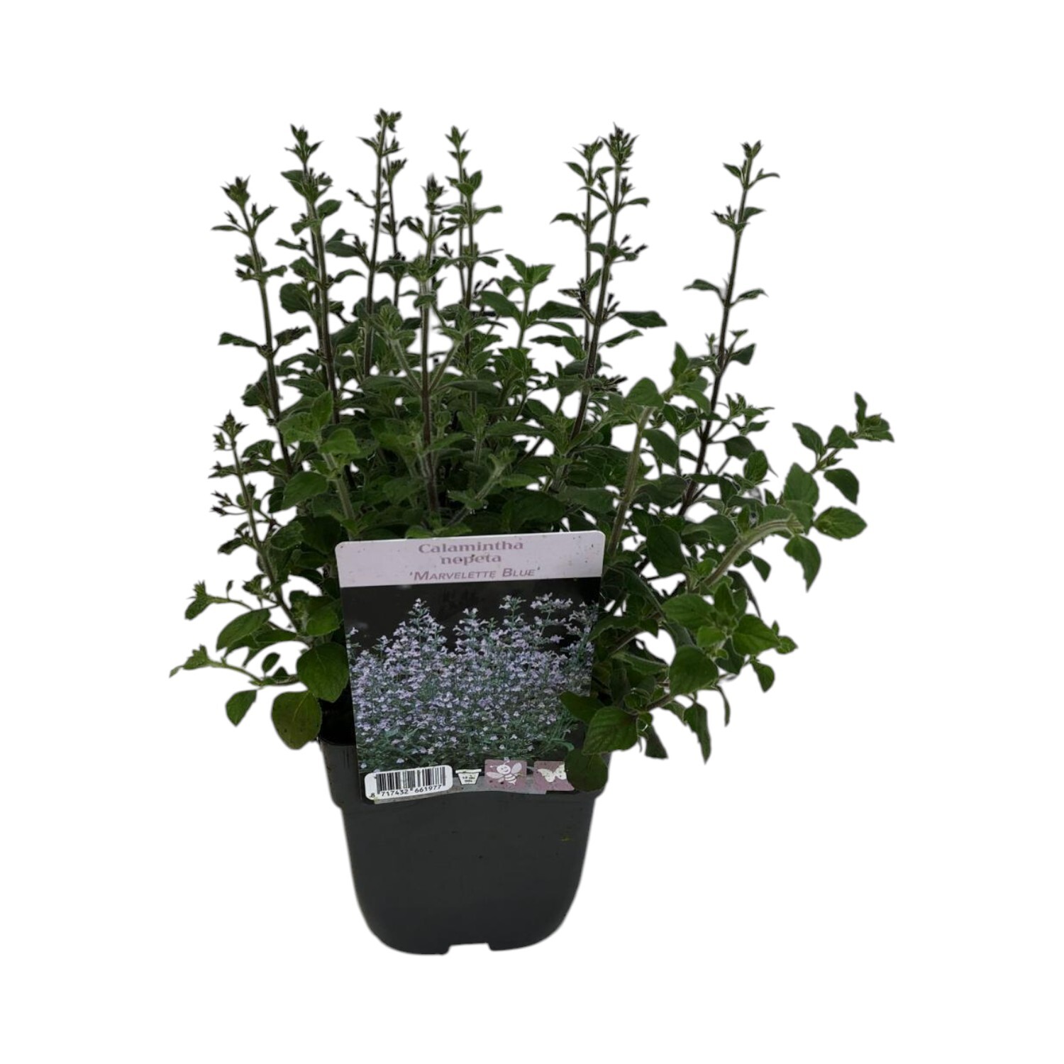 Calamintha Perennial Plant Image