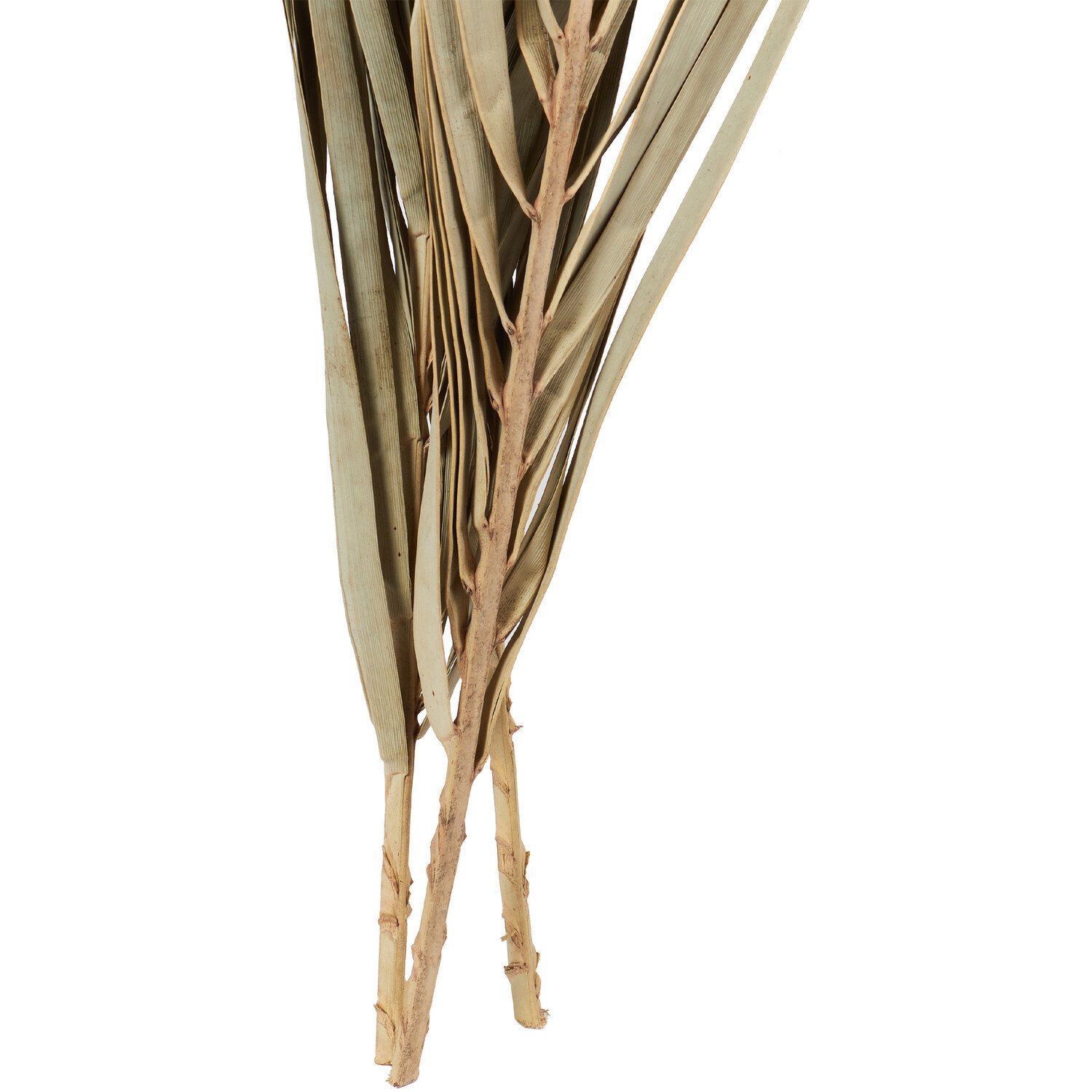 Set of 3 Palm Leaves - Natural Image 3