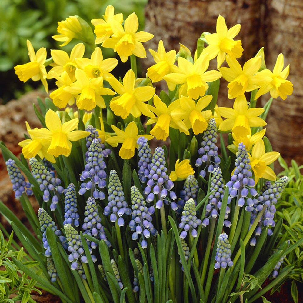 Wilko Mixed Spring Bulbs Narcissus Tete A Tete 11/12 and Muscari Armeniacum 7/8 20 Pack Image