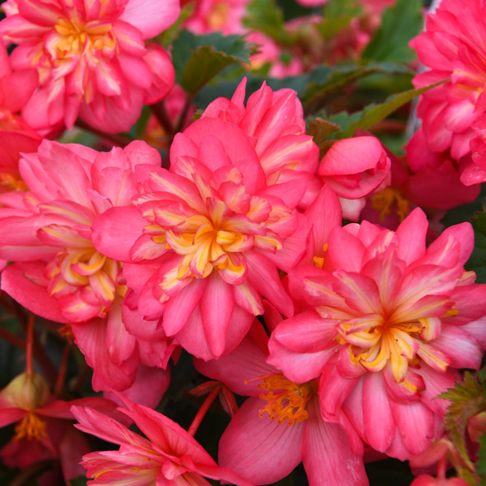 Thompson and Morgan Begonia Nonstop Petticoat Plant Plug 36 Pack Image 1